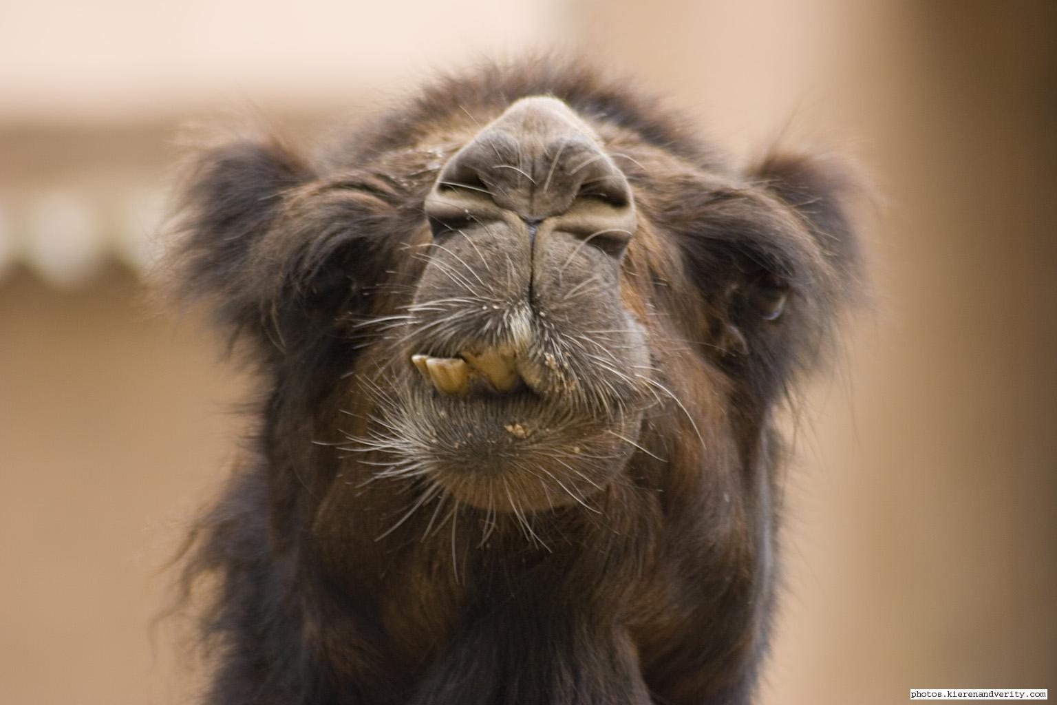 camel+face.jpg