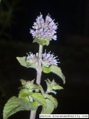 Water mint