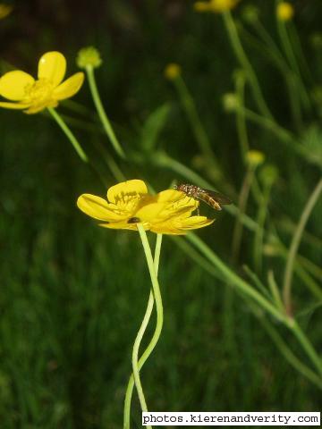 Lesser Spearwort and hoverfly