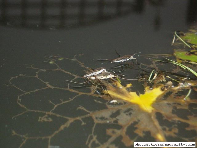 Pond-skaters