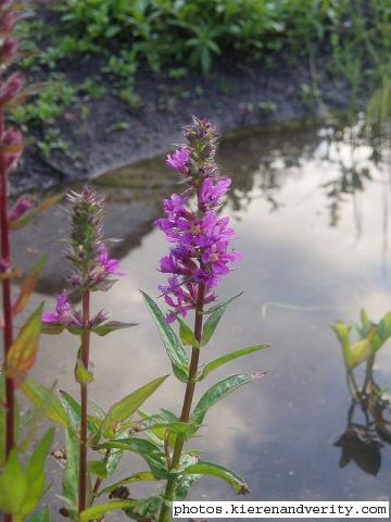 Purple Loosestrife