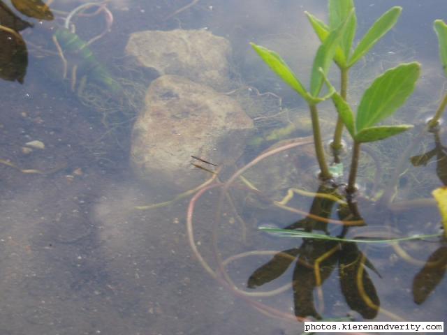 Water Measurer and Bog Bean