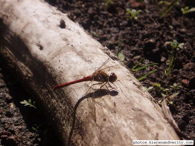 Common Darter