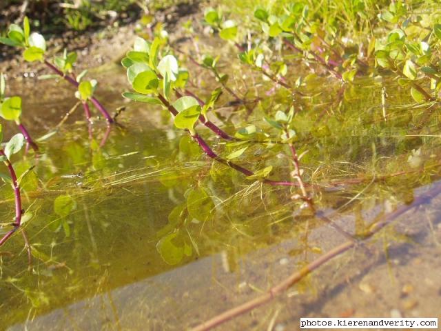 Brooklime