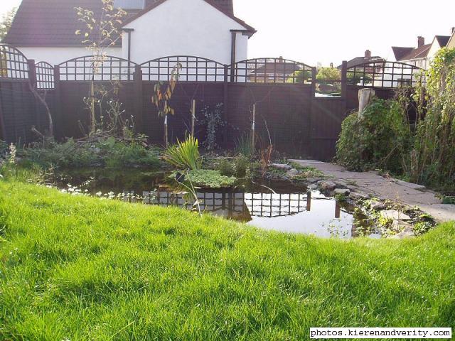 Pond in autumn