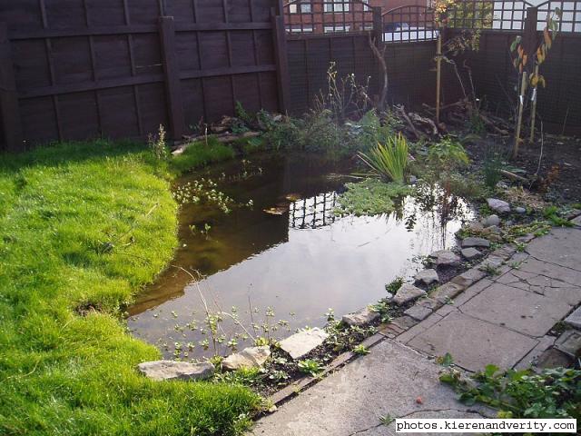 Pond in autumn 2