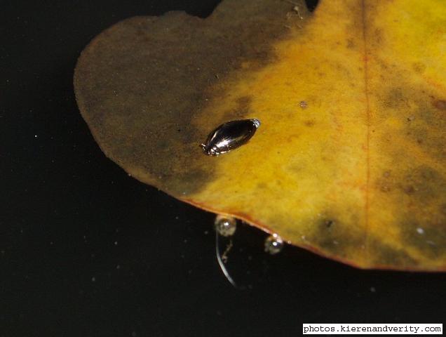 Whirligig beetle