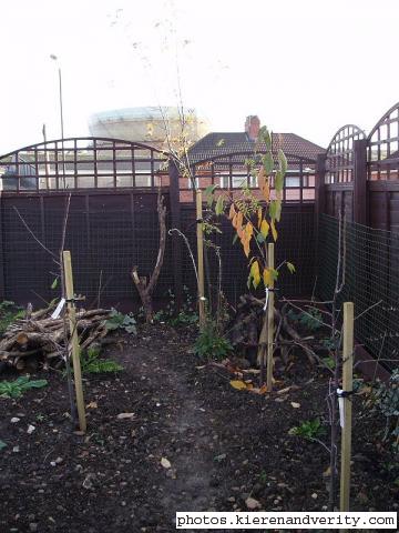 Our trees and wood piles [autumn]