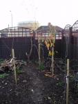 Our trees and wood piles [autumn]