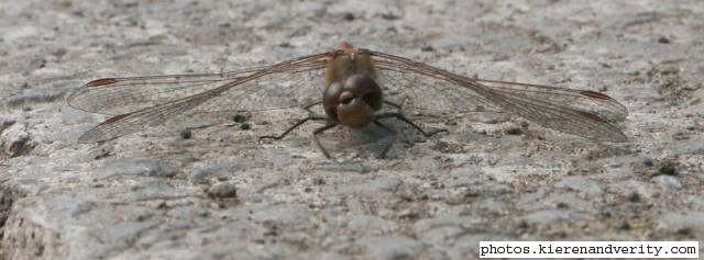 common darter