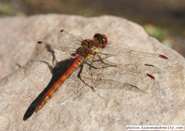 common darter