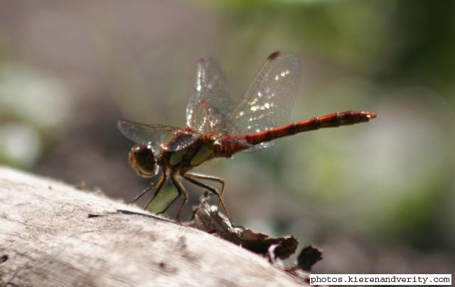 common darter