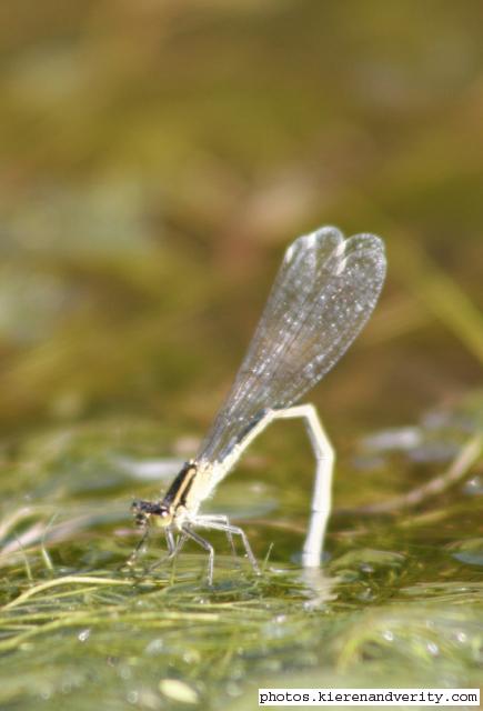 damselfly