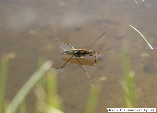 pond skater