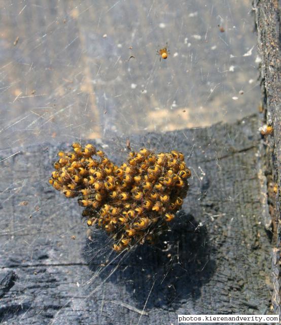 spiderlings