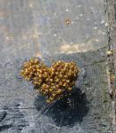 spiderlings