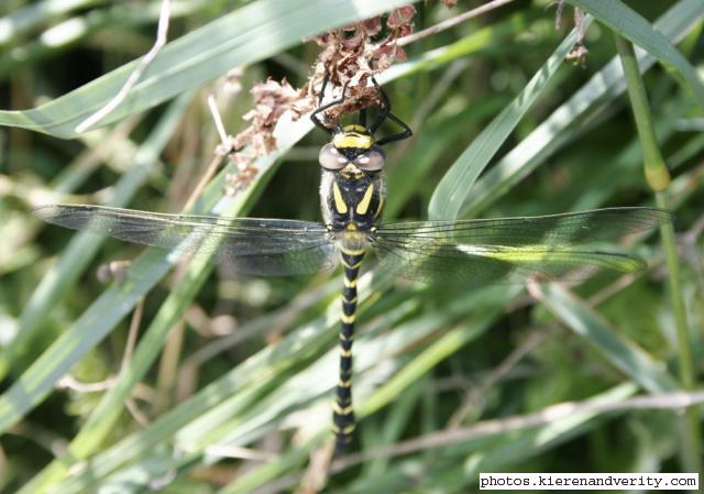 Golden-ringed dragonfly 2