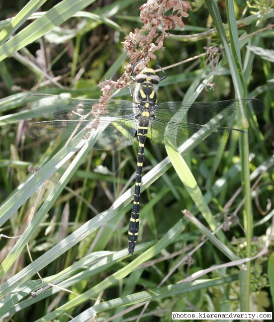 Golden-ringed dragonfly