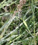 Golden-ringed dragonfly