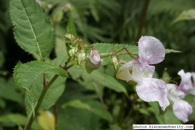 Himalayan balsam