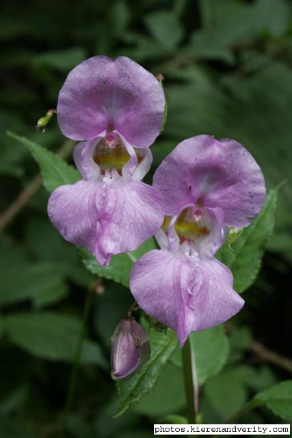 Himalayan balsam