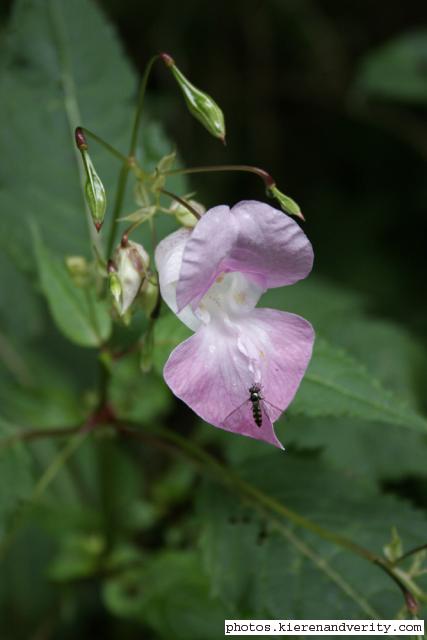 Himalayan balsam