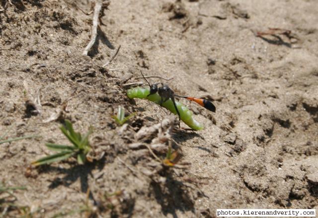 Parasitic wasp