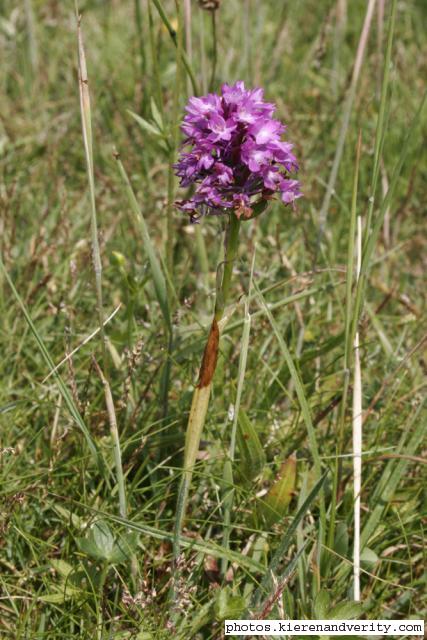 Pyramidal orchid