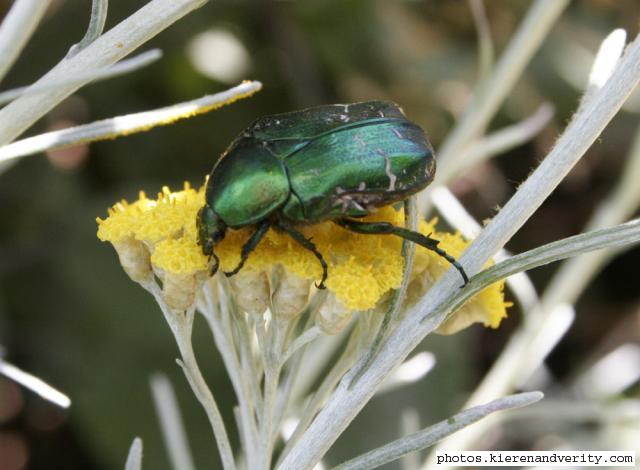 Rose chafer