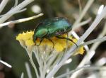 Rose chafer