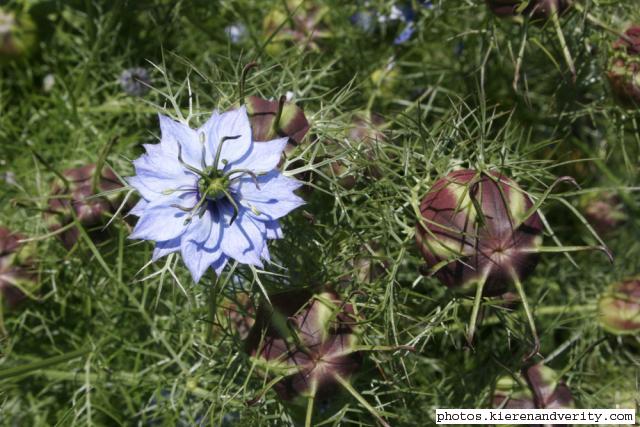 Blue flower