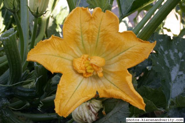 Courgette flower