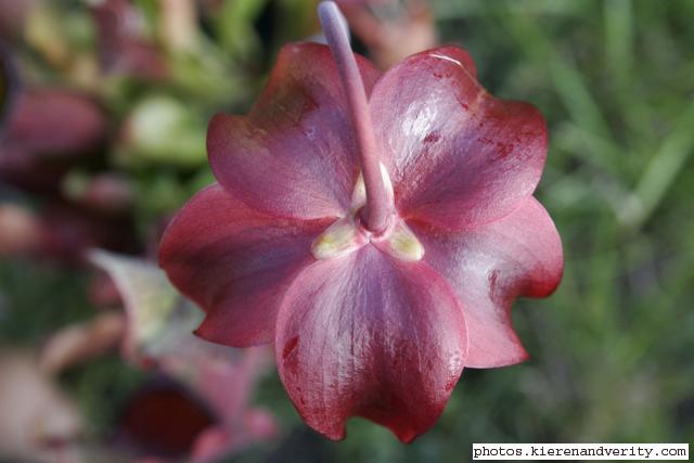 Pitcher plant flower1