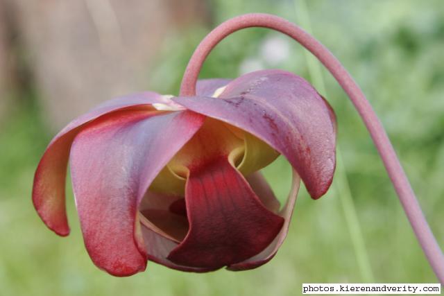 Pitcher plant flower2