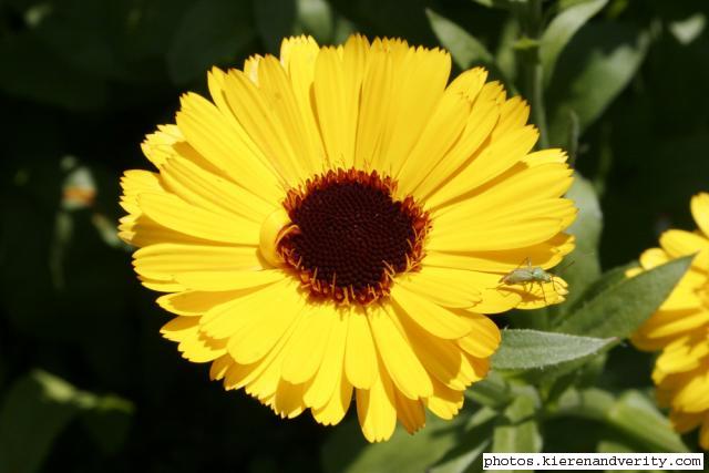 Yellow flower with bug