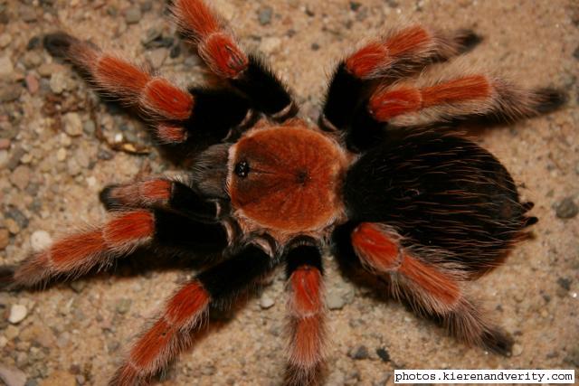 Guerrero orange legs tarantula