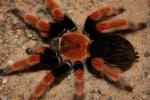 Guerrero orange legs tarantula