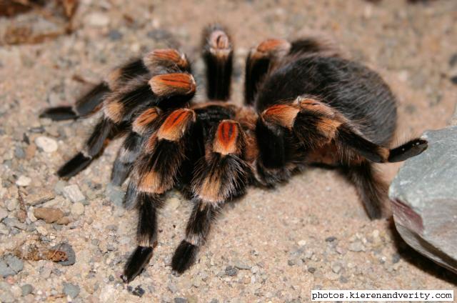 Mexican red-kneed tarantula