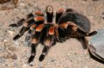 Mexican red-kneed tarantula