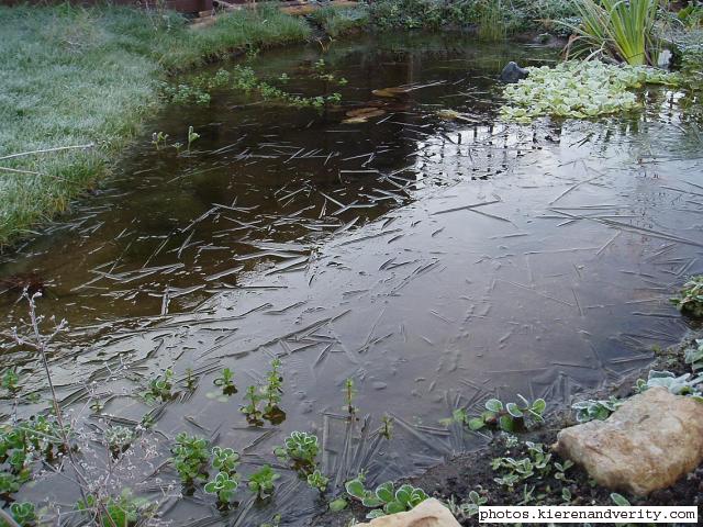 Pond in winter