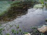 Pond in winter