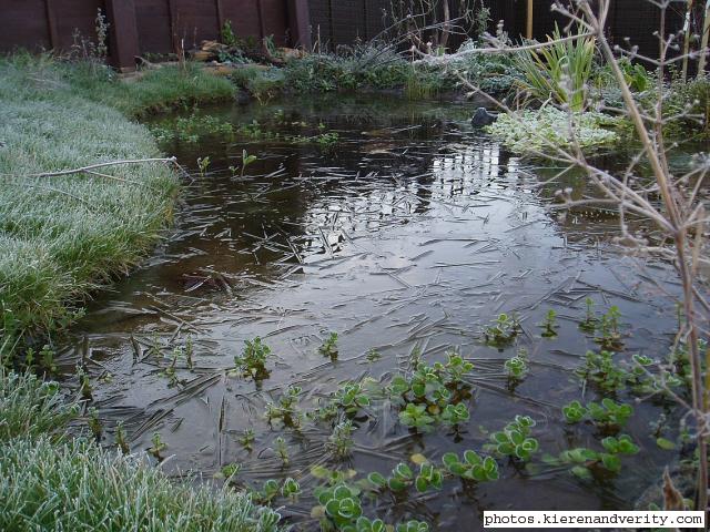 Pond in winter 2