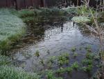 Pond in winter 2