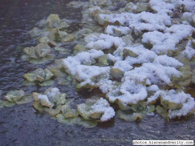 Water Lettuce in the snow