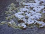 Water Lettuce in the snow