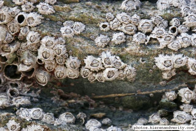 barnacles