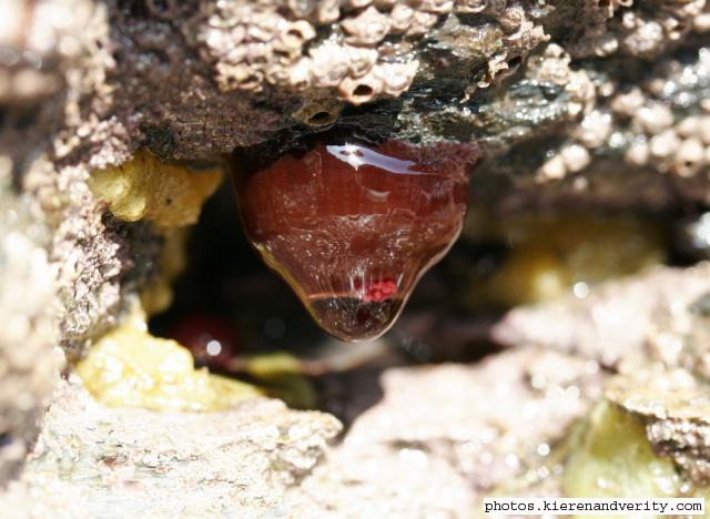 Beadlet anemone 3