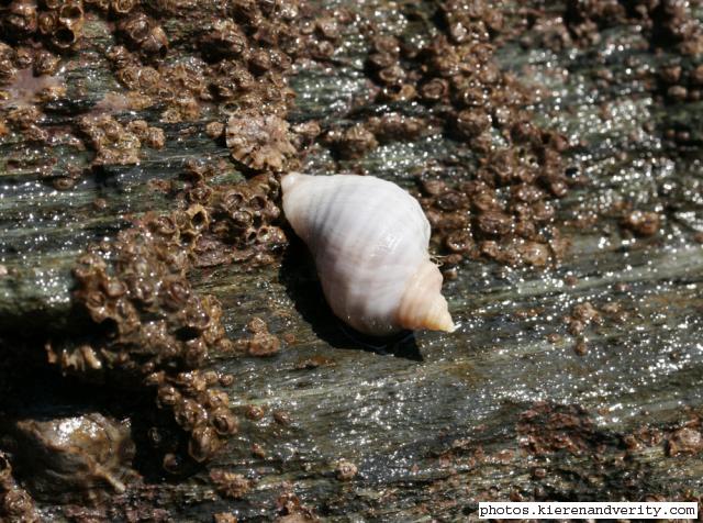 dog whelk