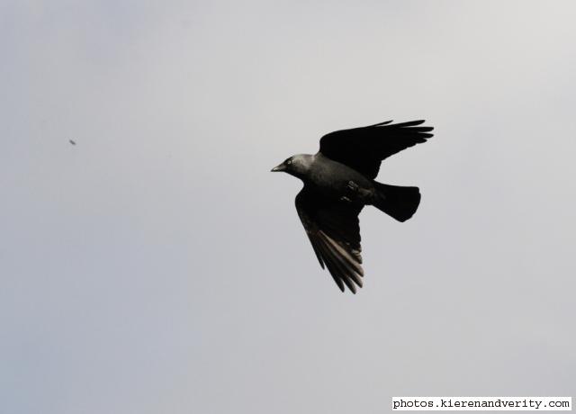 Jackdaw 2