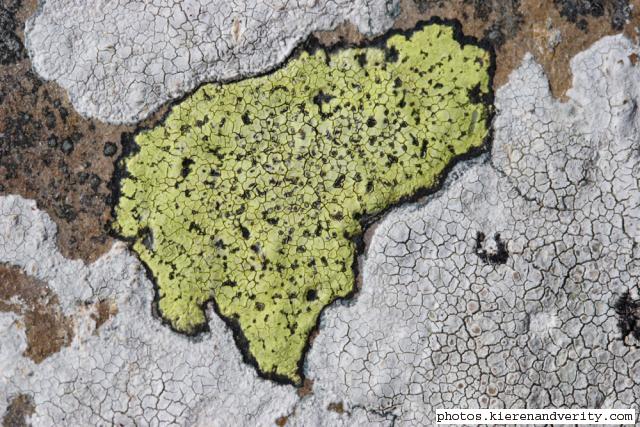 lichen 2